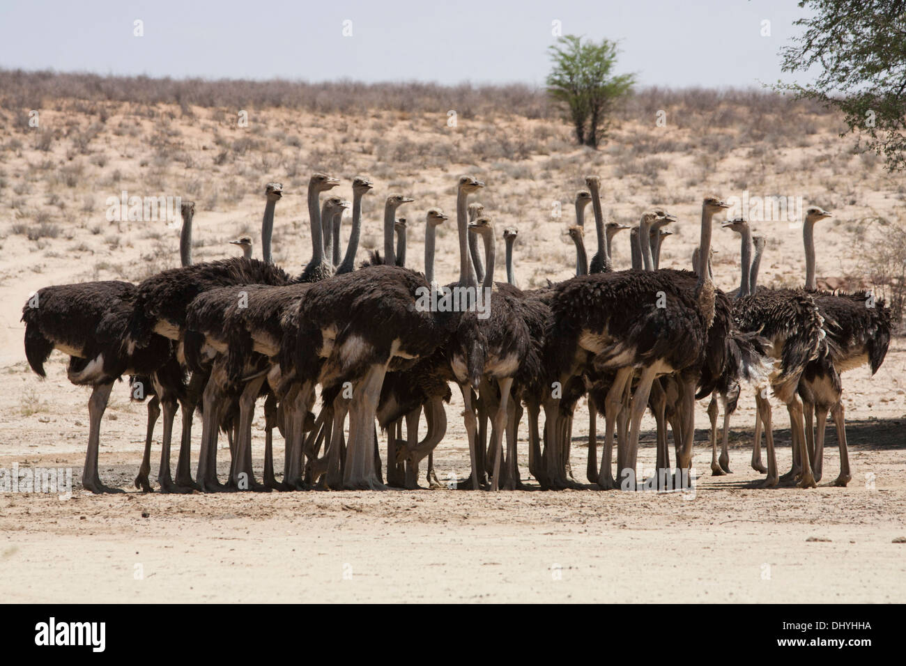 Autruche commune (Struthio camelus) troupeau dans le désert du Kalahari, Afrique du Sud Banque D'Images