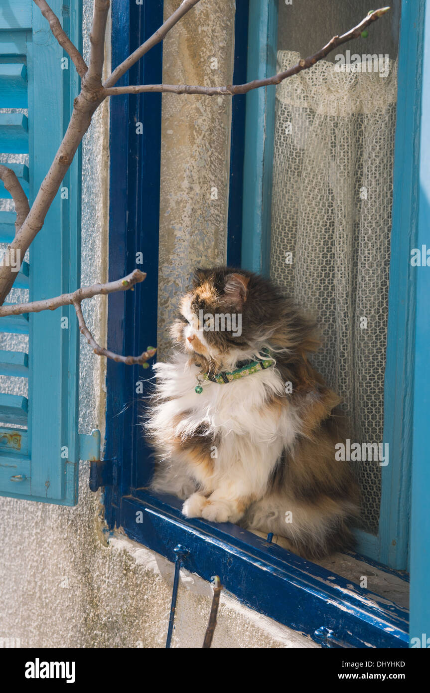 Chat mignon assis sur la fenêtre Banque D'Images