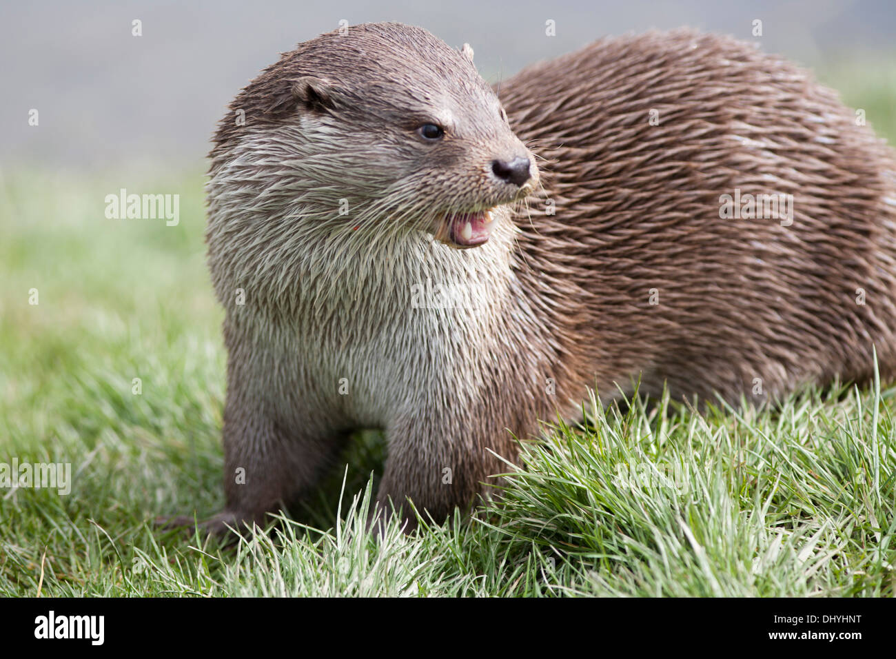 Loutre d'Europe sur le rivage au Royaume-Uni (Lutra lutra) Mars Banque D'Images