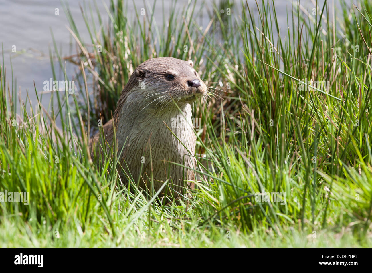 Loutre d'Europe sur le rivage au Royaume-Uni (Lutra lutra) peut Banque D'Images