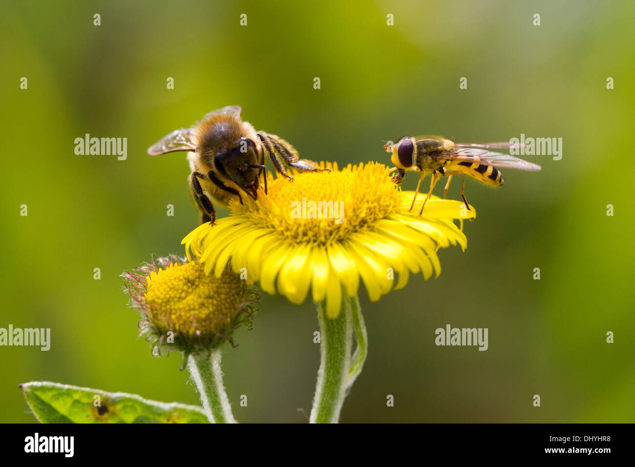 Hoverfly et Rouge nectar abeille maçonne sur une fleur sauvage au Royaume-Uni. Septembre Banque D'Images