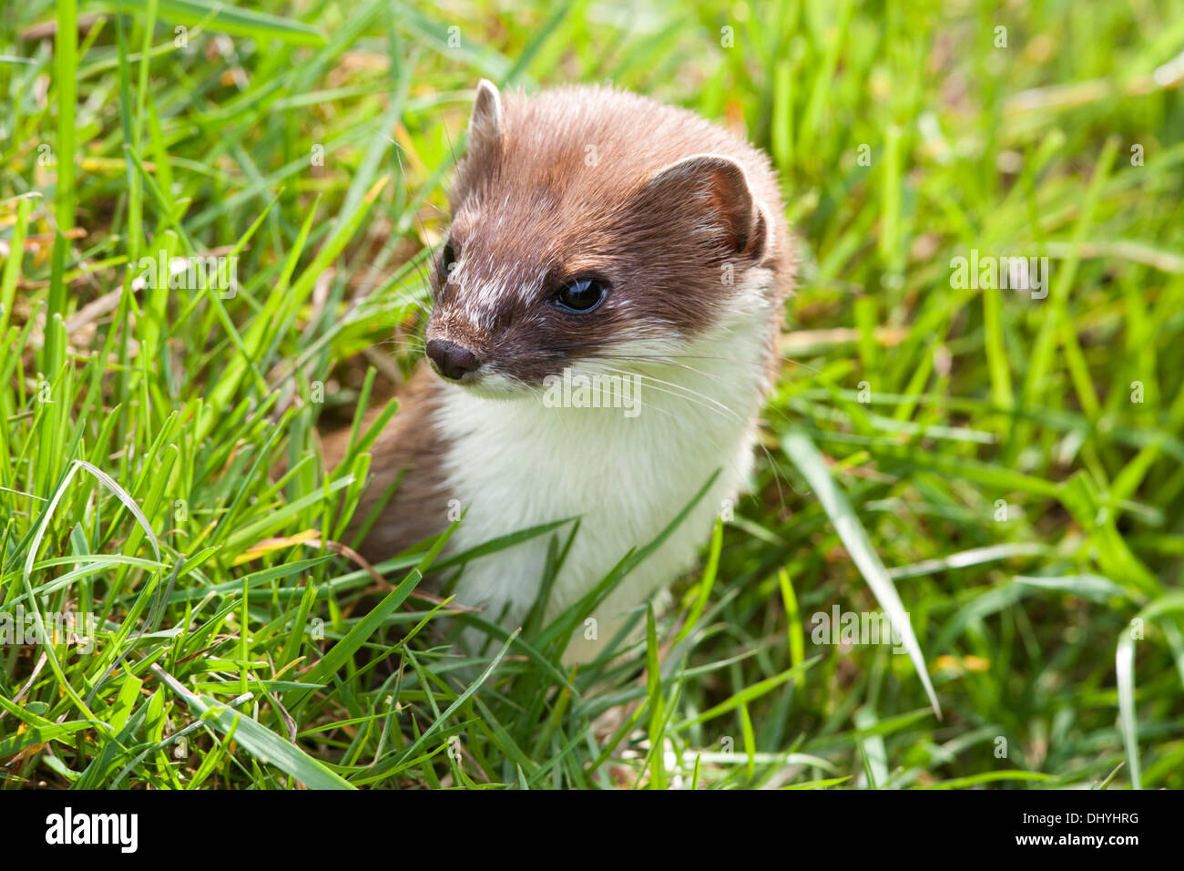 Least weasel mustela nivalis mustelidae Banque de photographies et d ...