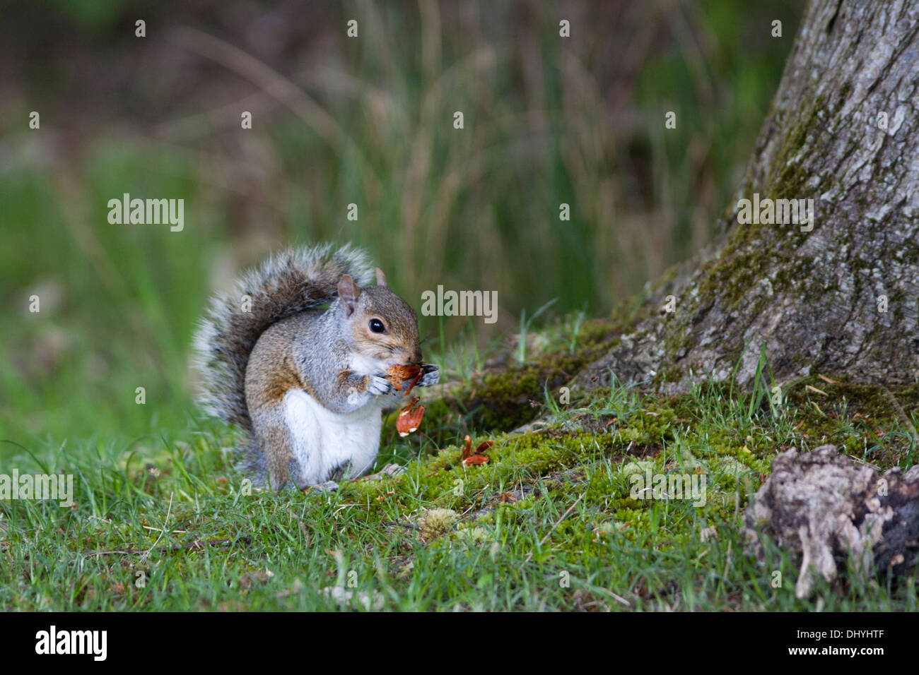 L'Écureuil gris de l'alimenter dans un bois, Arne RSPB, UK (Sciurus carolinensis) Printemps Banque D'Images