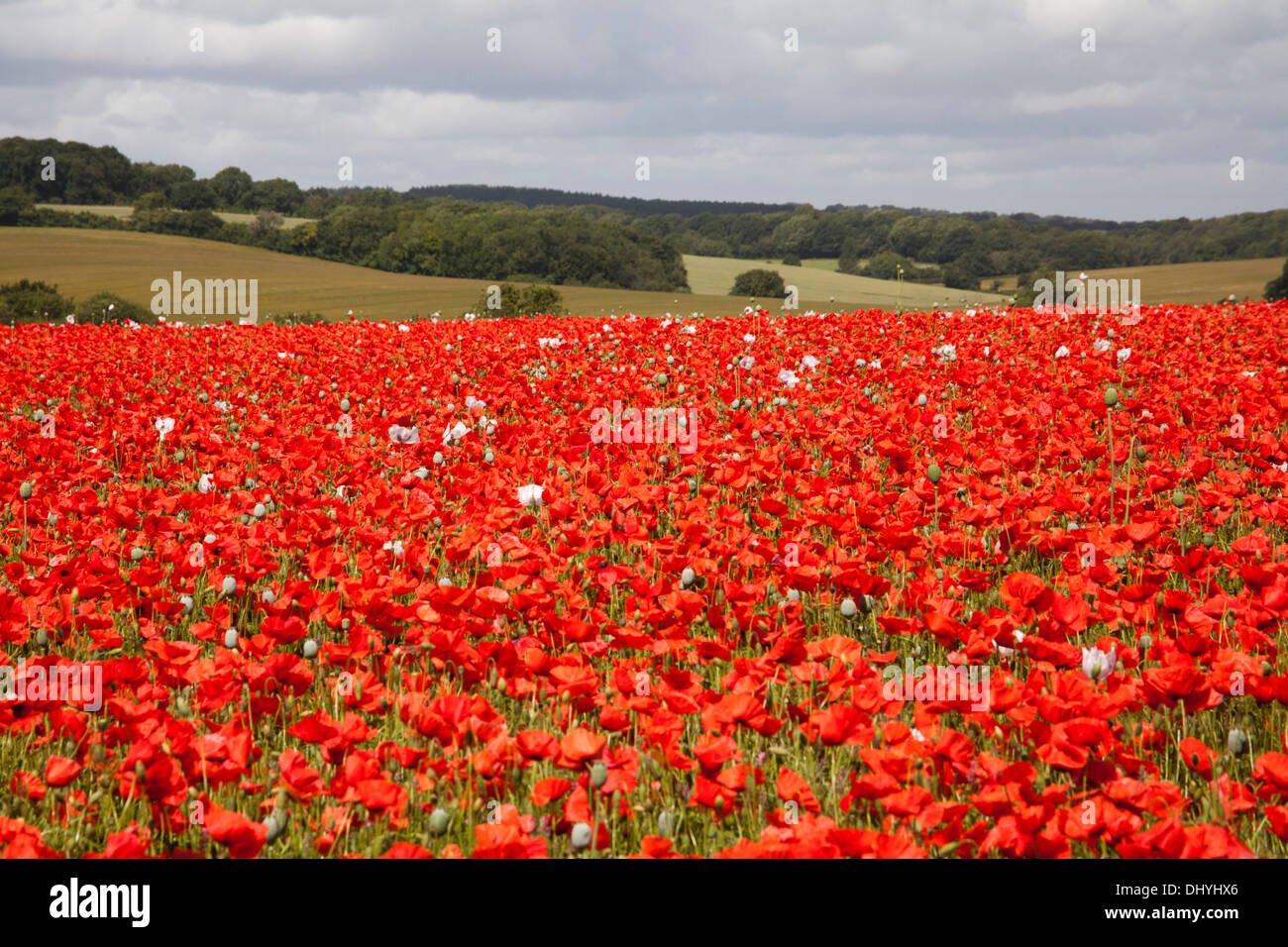 Du pavot à opium (Papaver somniferum) cultivé dans le Royaume-Uni Banque D'Images