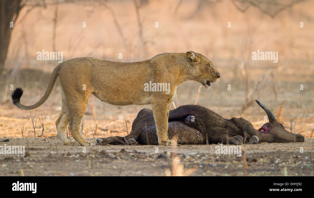 Lioness (Panthera leo) par Buffle africain (Syncerus caffer) tuer Banque D'Images