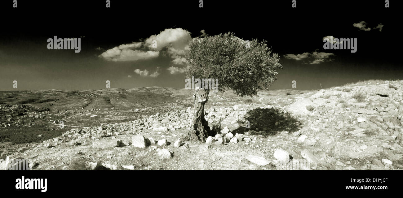 Arbre généalogique Olive façonnée par le vent en Palestine Banque D'Images