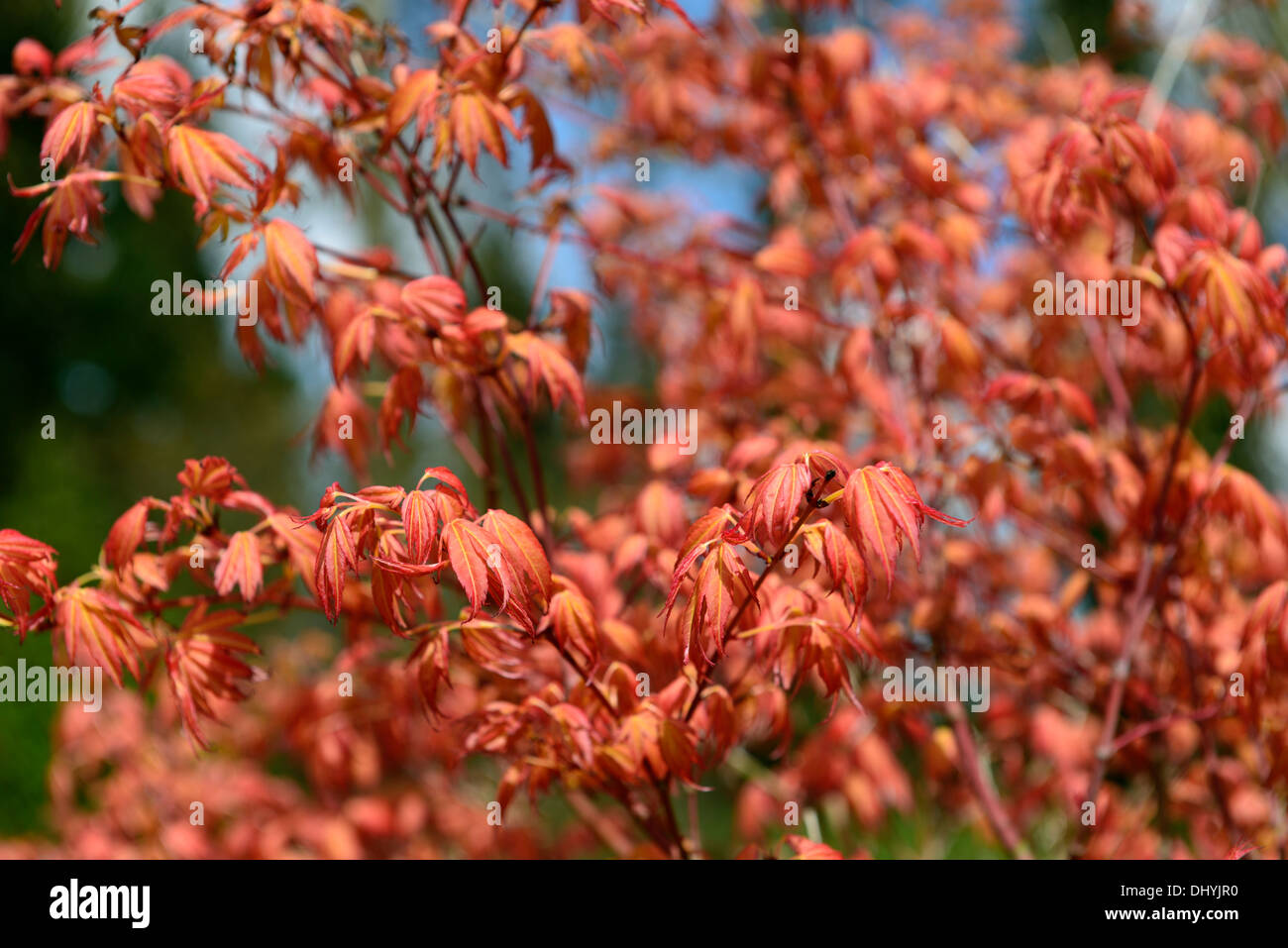 Acer palmatum katsura feuilles orange printemps bois arbres d'ornement Banque D'Images