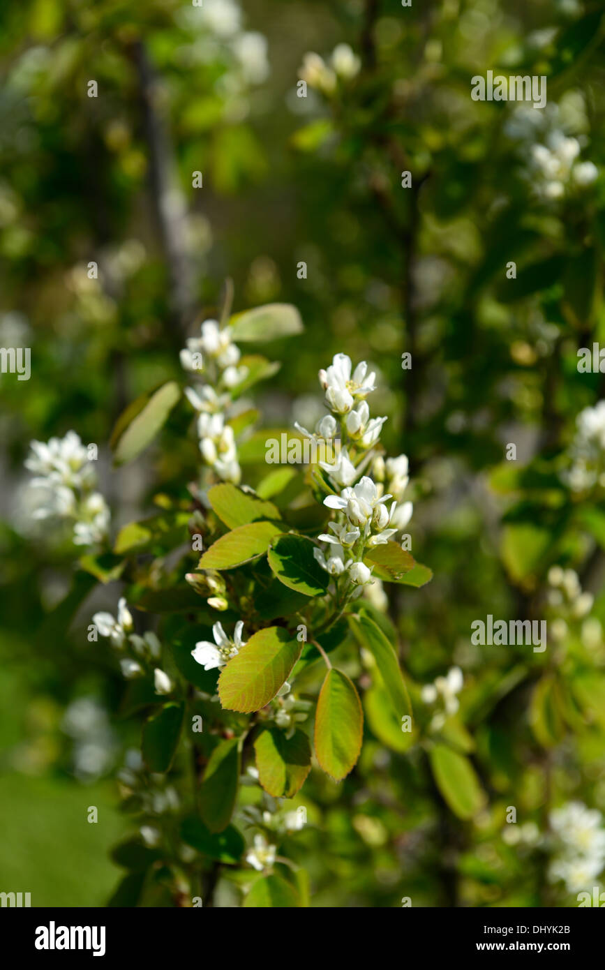 L'Amelanchier alnifolia fleurs blanches fleurs de printemps fleurs fleur arbre de jardin en fleurs Banque D'Images