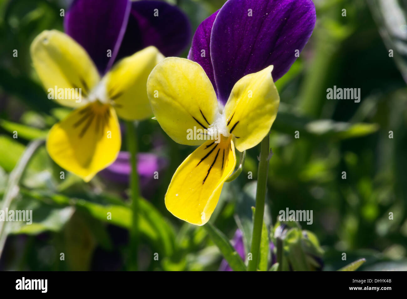 Heartsease Banque D'Images