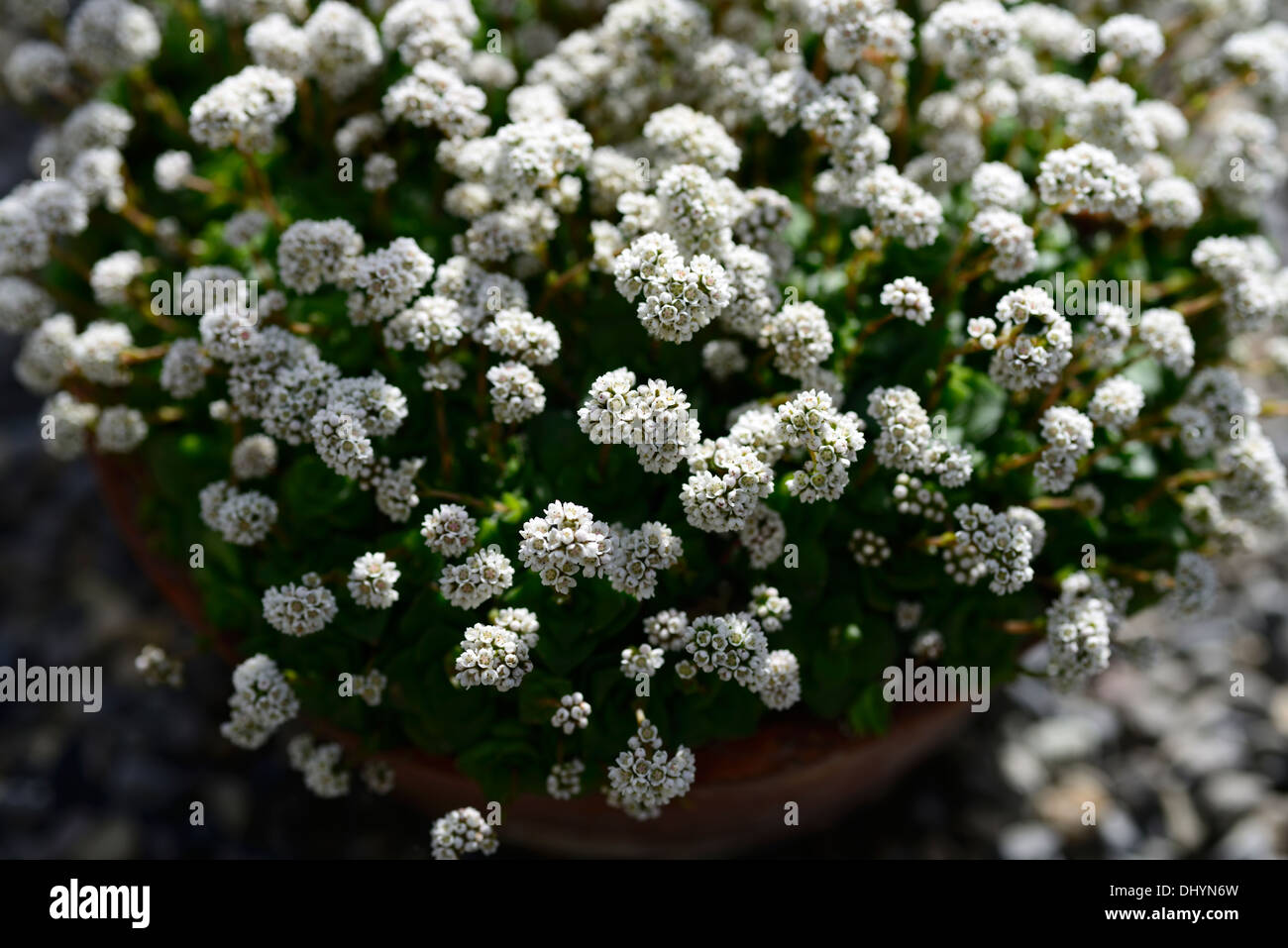 Crassula socialis fleurs succulentes fleurs fleurs succulentes tolérant la sécheresse à sec Banque D'Images