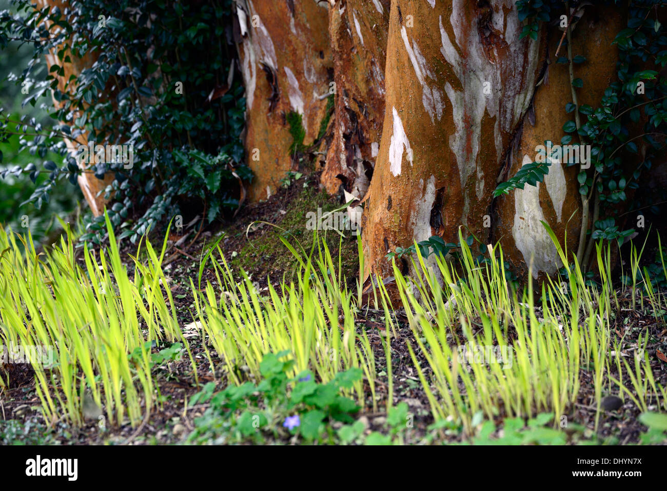 Luma apiculata myrtle chilien l'écorce des arbres peel peeling crocosmia  feuilles nouvelle croissance émergent au printemps émergents contre Photo  Stock - Alamy