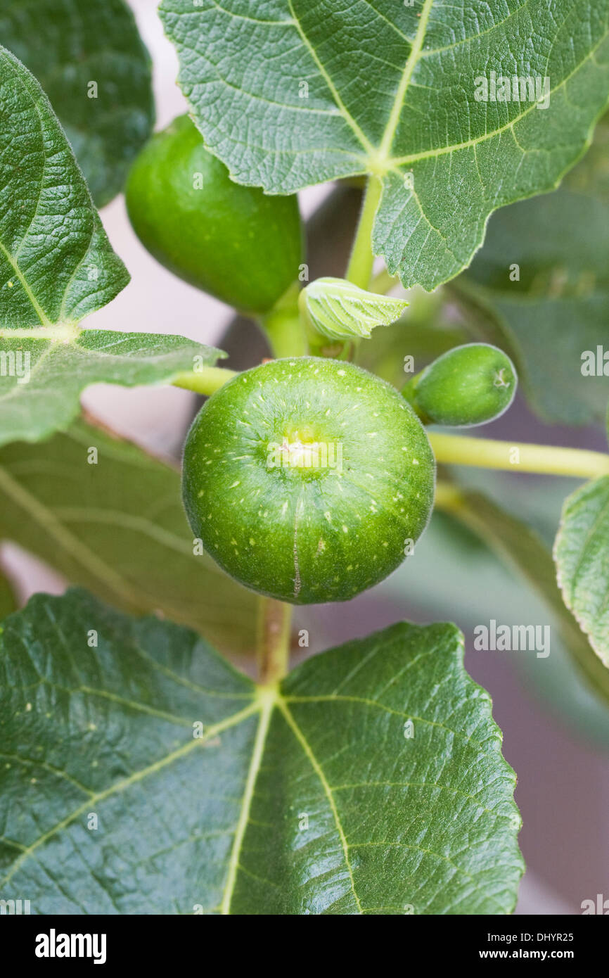 Ficus carica. Les fig de fruits dans un environnement protégé. Banque D'Images