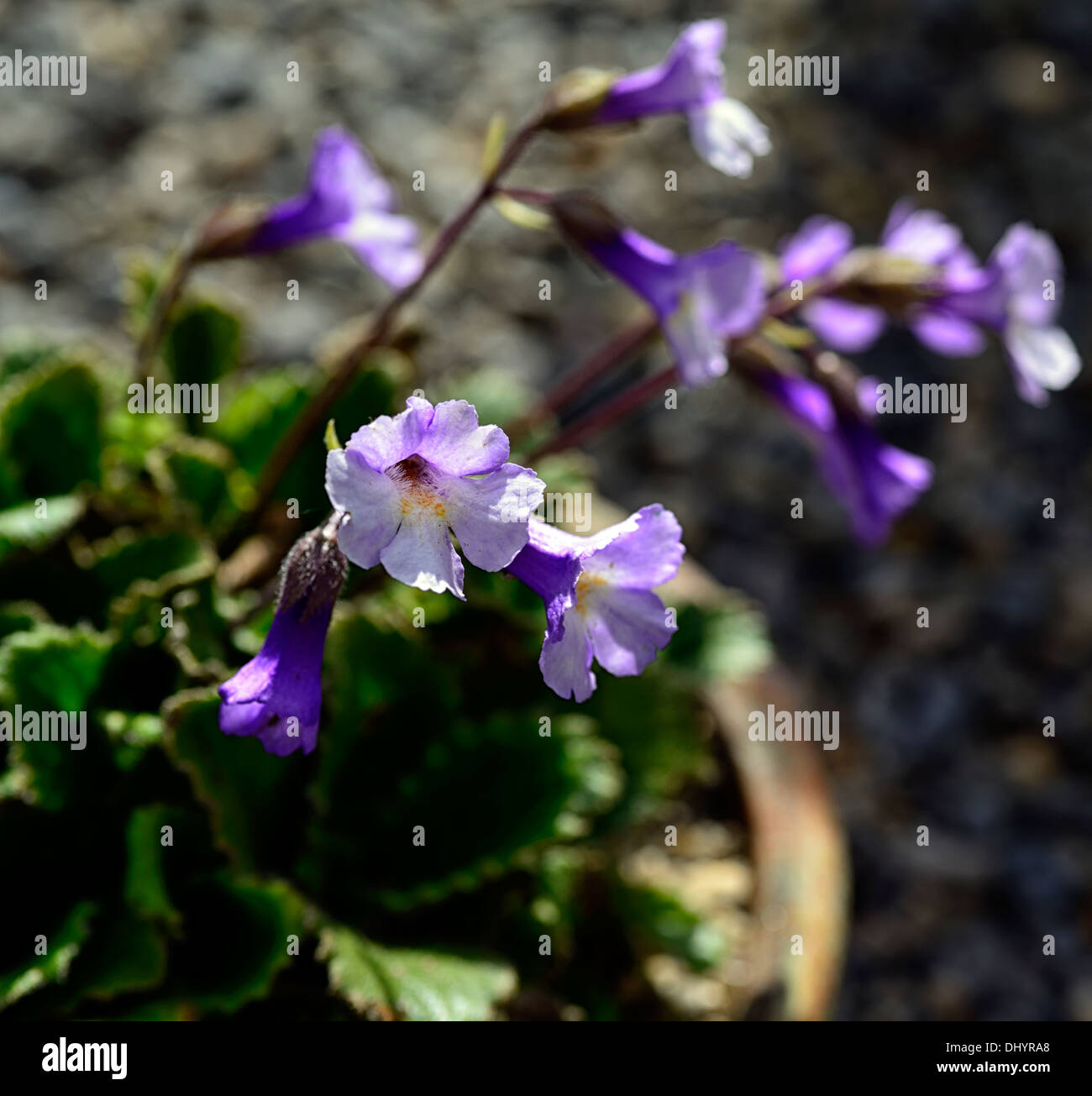 Haberlea rhodopensis purple fleurs blanches fleurs de floraison des plantes de rocaille alpine spring Banque D'Images