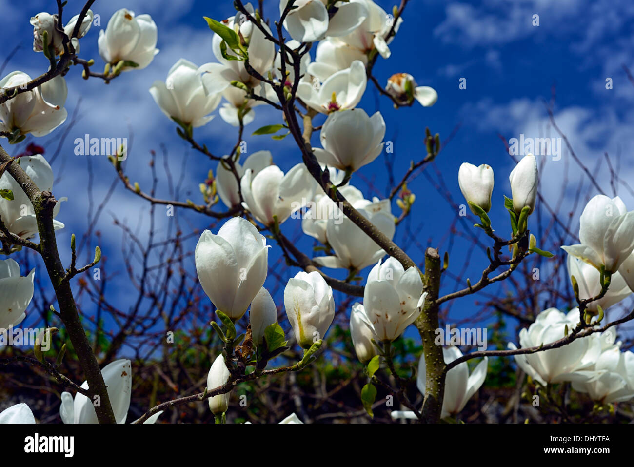 Sayonara magnolia fleurs blanches fleurs de printemps floraison floraison floraison d'affichage Banque D'Images