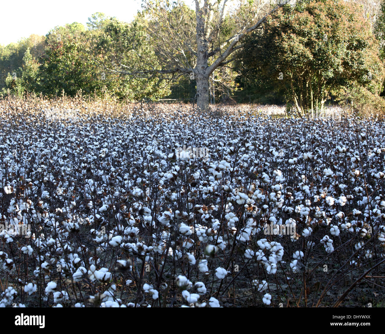 Tesburg, SC, USA. 14Th Nov, 2013. Beau temps contribue à la récolte de coton récupérer après les récentes intempéries 14 novembre 2013 © Banque D'Images