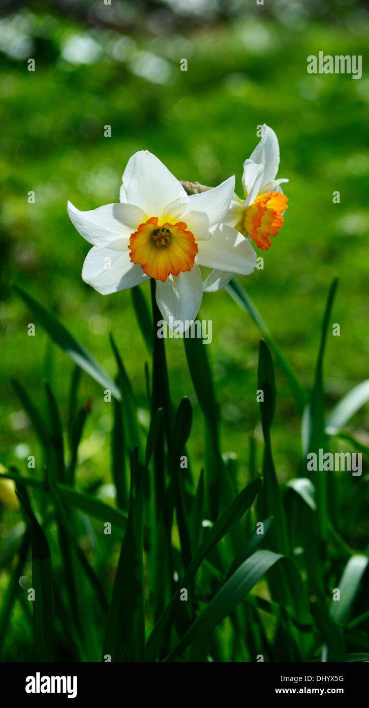 Géranium fleur narcisse jonquille fleur blanc orange couleurs couleurs du  schéma de plantation Photo Stock - Alamy