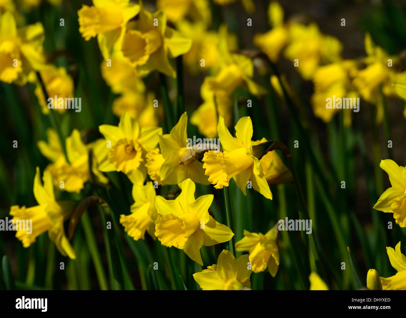 Le roi Alfred Narcisse trompette une grande division de la Jonquille macro  photo Close up flower fleur fleurs jaune or profond Photo Stock - Alamy