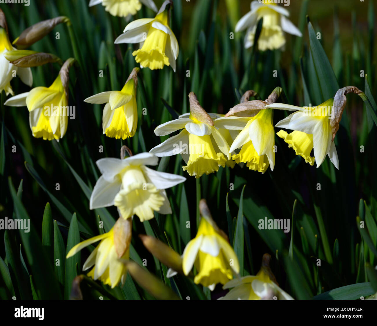 Narcissus mount hood blanc crème de la jonquille fleur jaune fleur ressort Banque D'Images