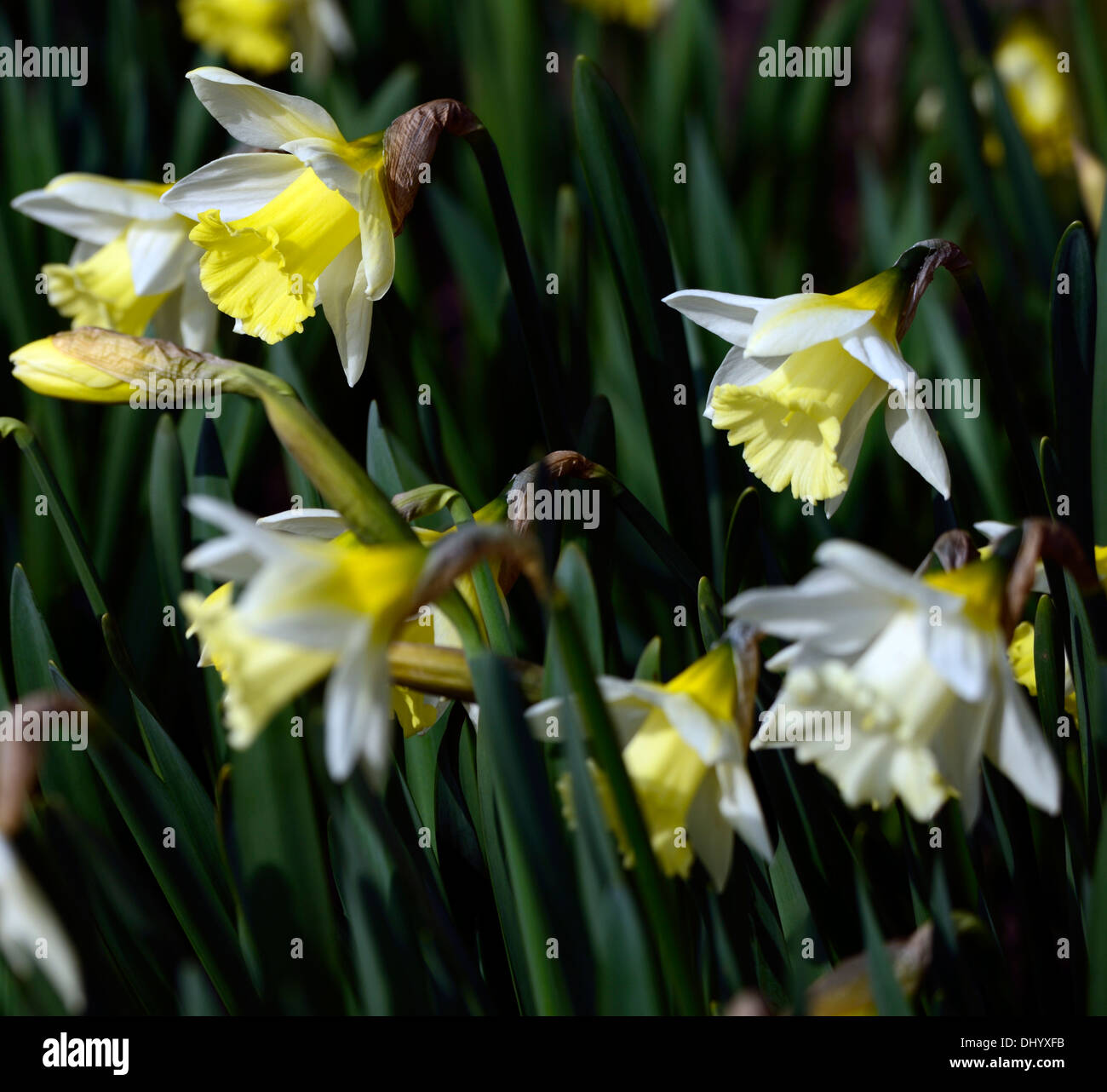 Narcissus mount hood blanc crème de la jonquille fleur jaune fleur ressort Banque D'Images