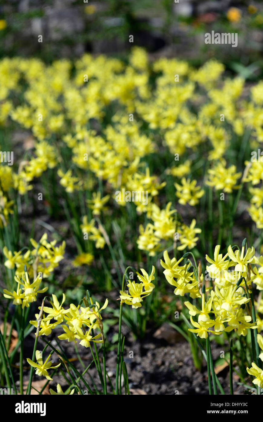 Narcissus triandrus hawera Nain Jaune miniature jonquille fleur fleurs  jonquilles narcisses bulbes à fleurs de printemps fleurs Photo Stock - Alamy