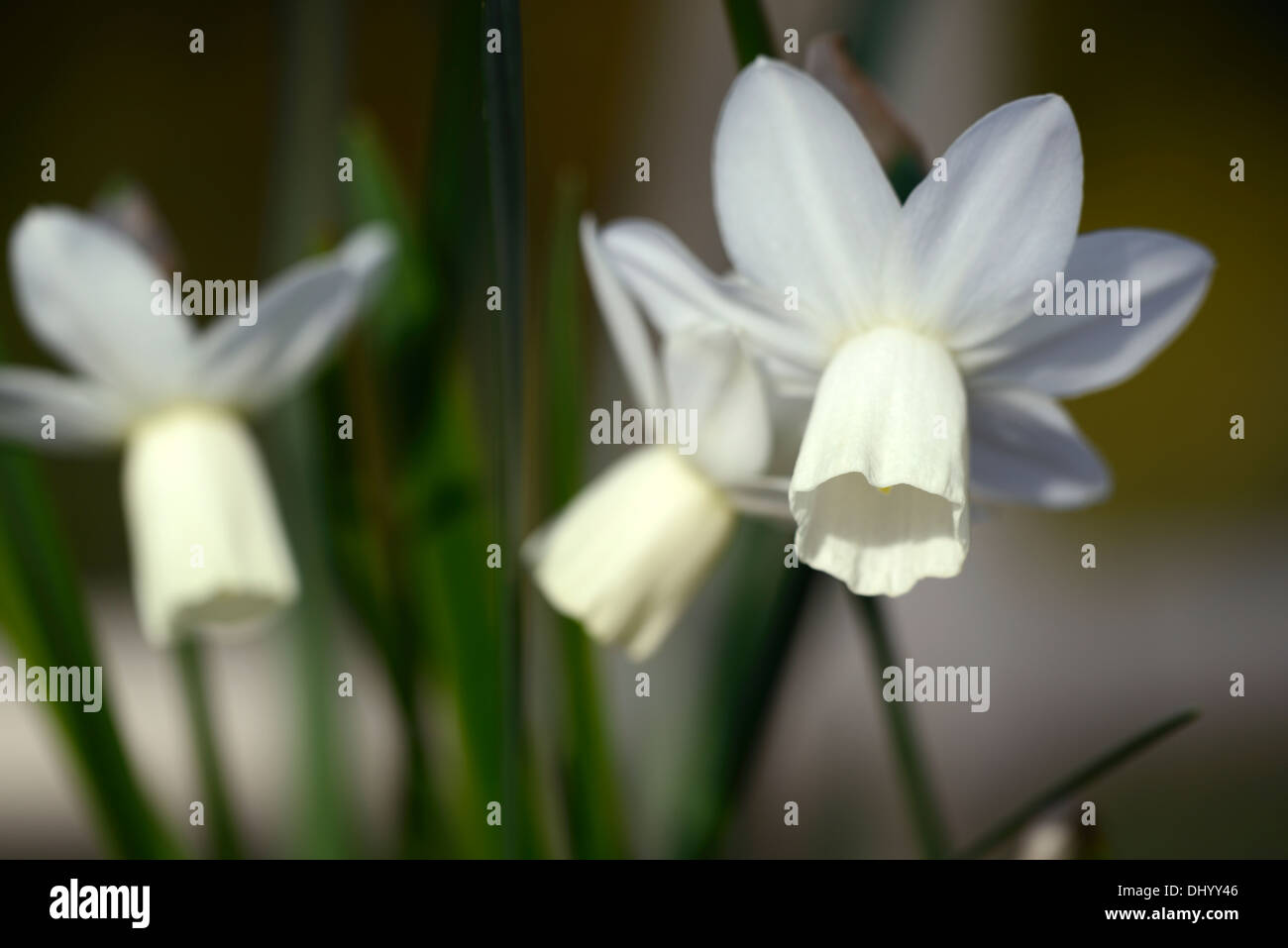 Narcissus triandrus ailes de glace angels tears white jonquille fleur fleurs jonquilles narcisses bulbes de fleurs de printemps Banque D'Images