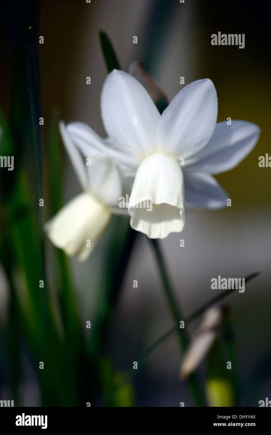 Narcissus triandrus ailes de glace angels tears white jonquille fleur fleurs jonquilles narcisses bulbes de fleurs de printemps Banque D'Images
