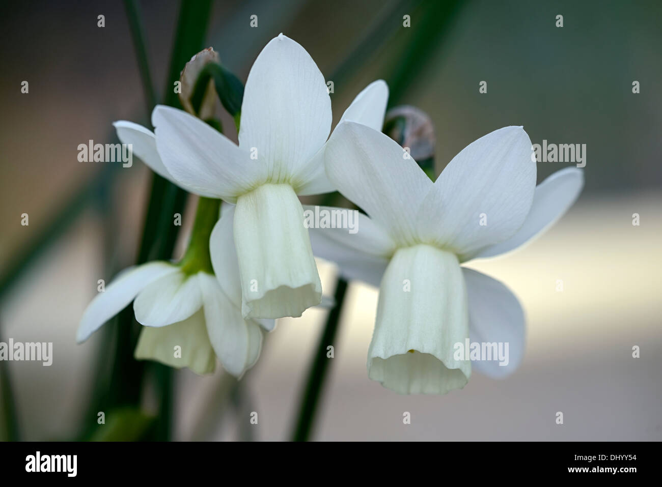 Narcissus triandrus ailes de glace angels tears white jonquille fleur fleurs jonquilles narcisses bulbes de fleurs de printemps Banque D'Images
