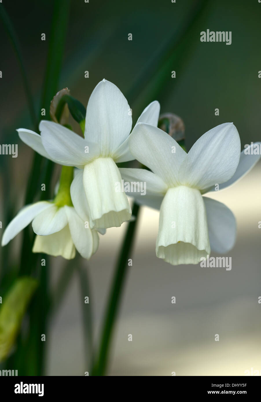 Narcissus triandrus ailes de glace angels tears white jonquille fleur fleurs jonquilles narcisses bulbes de fleurs de printemps Banque D'Images