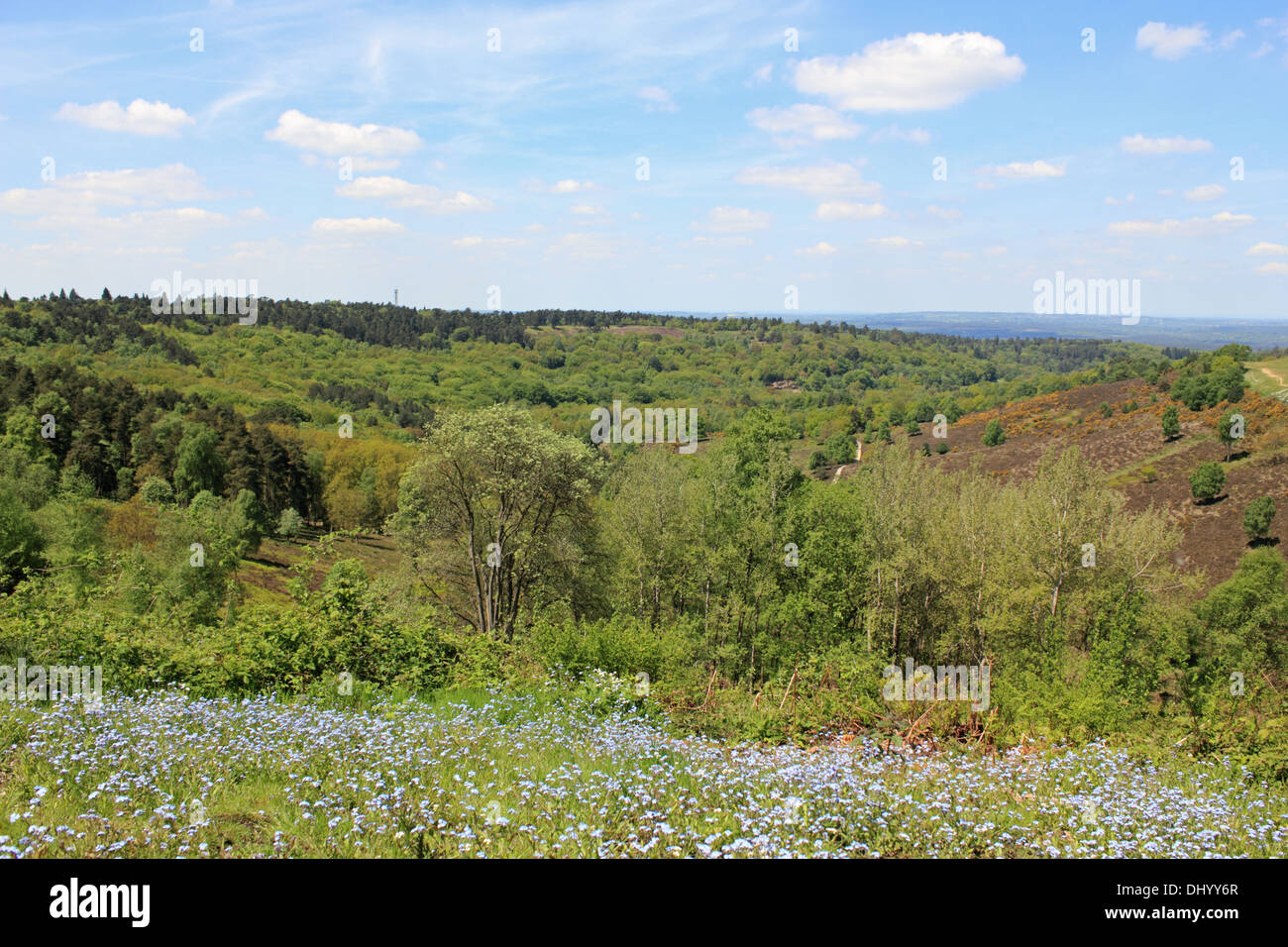 Devils Punchbowl Hindhead Surrey England UK Banque D'Images