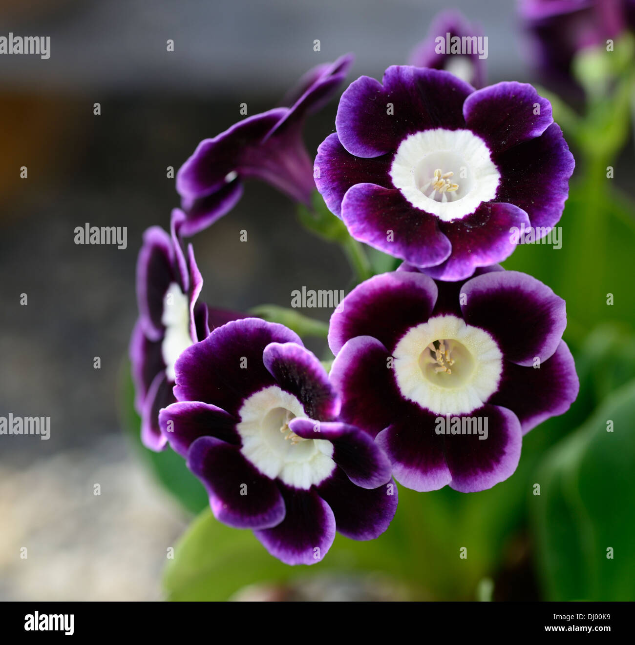 Fleurs bleu mauve Banque de photographies et d'images à haute résolution -  Alamy