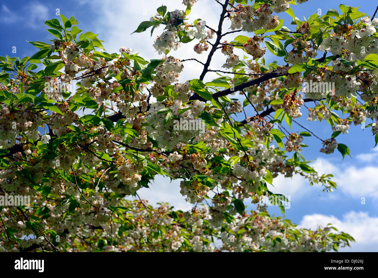 Prunus Serrulata Cerisier Prunus Shirotae Kojima Mount Fuji Flowering Cherry Tree Printemps Fleurs Fleurs Fleurs Photo Stock Alamy