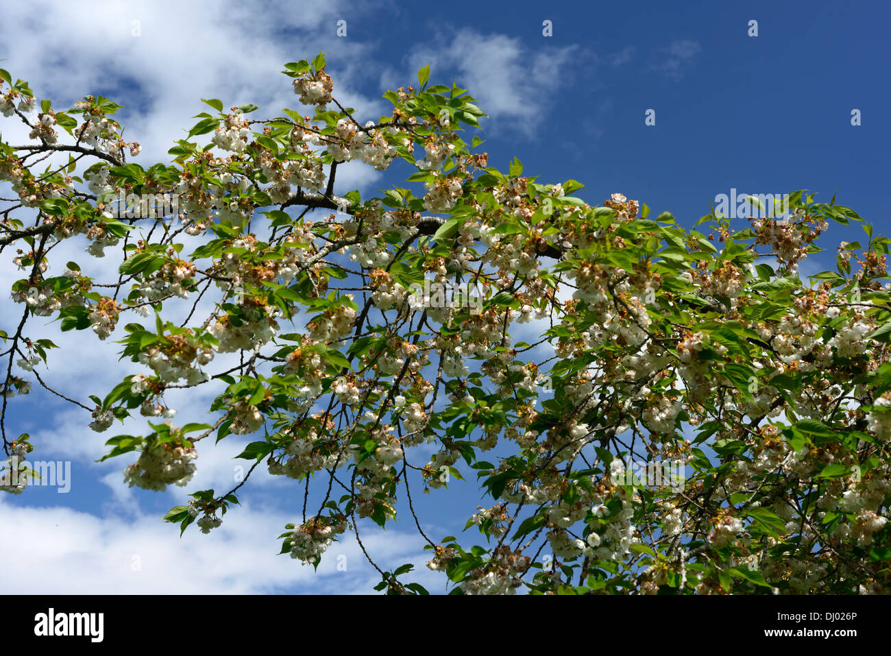 Prunus Serrulata Shirotae Banque D Image Et Photos Alamy