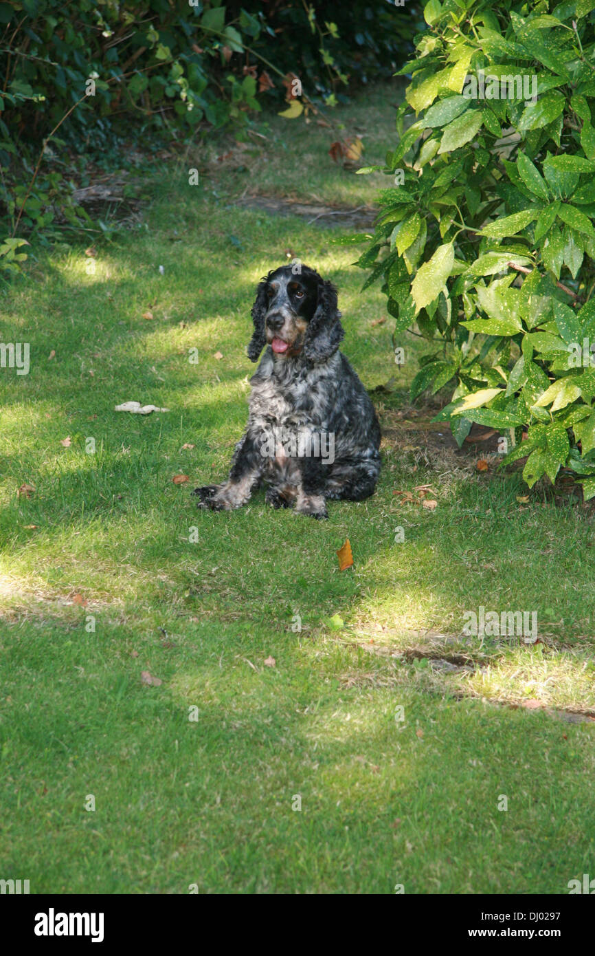 Chien Banque D'Images