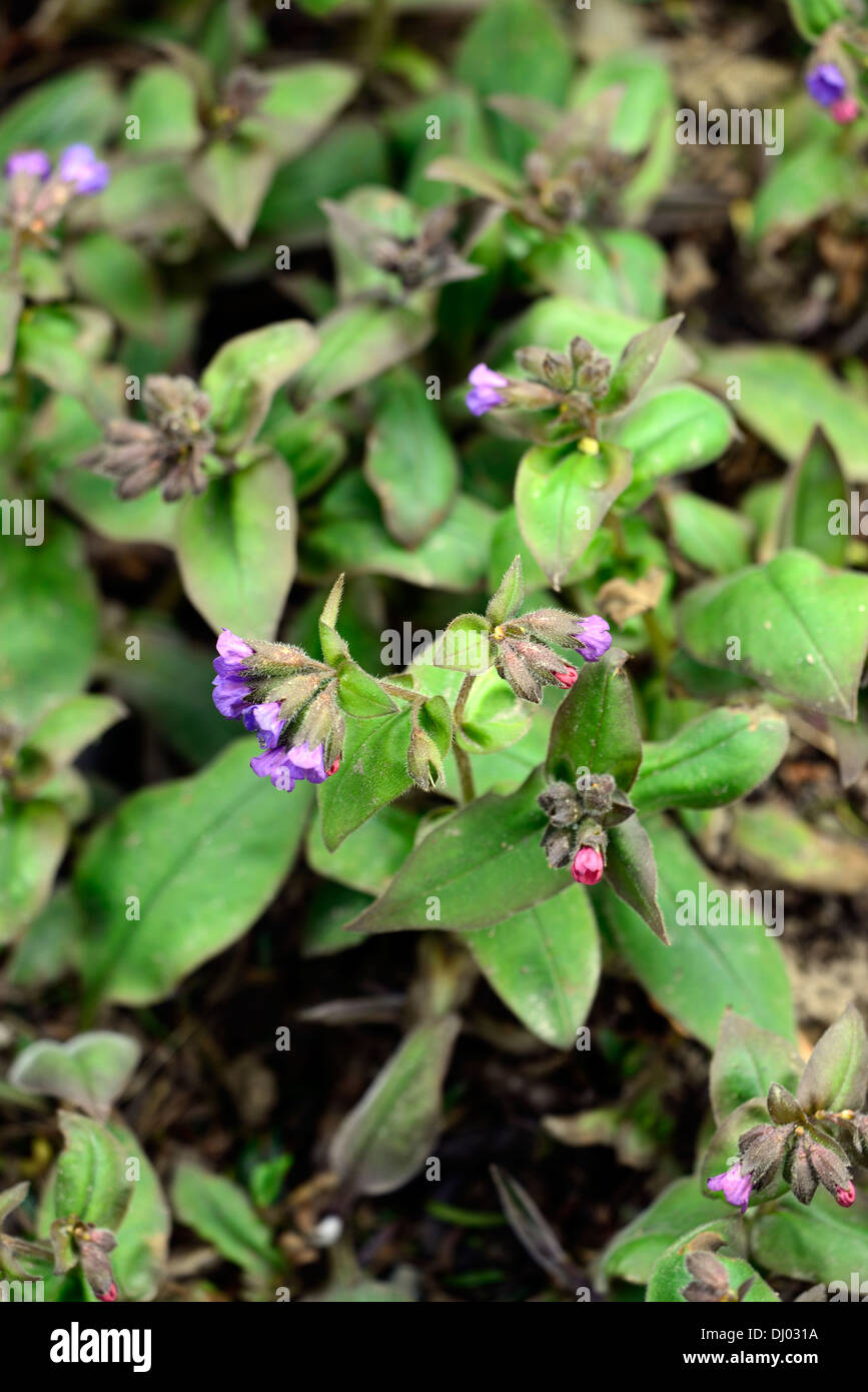 Pulmonaria officinalis, herbe de printemps fleurs bleu ombragé par des plantes vivaces portraits gros plan forestiers Banque D'Images