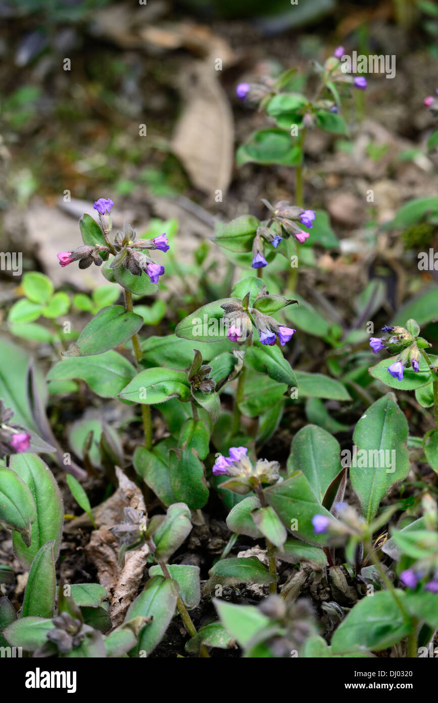 Pulmonaria officinalis, herbe de printemps fleurs bleu ombragé par des plantes vivaces portraits gros plan forestiers Banque D'Images