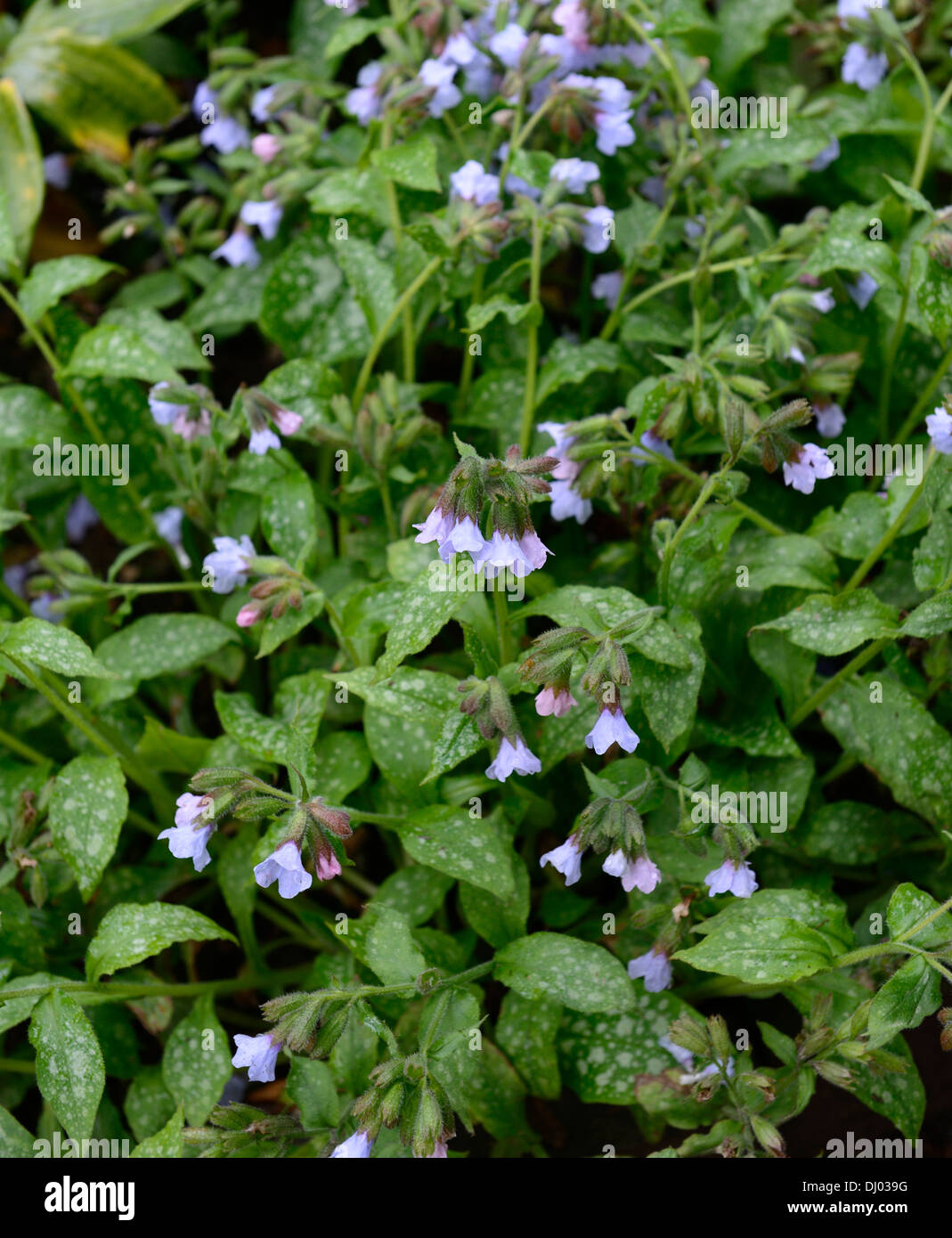 Pulmonaria officinalis blue mist, herbe de plantes vivaces portraits gros plan fleurs printemps bleu ombragé ombragé woodland Banque D'Images