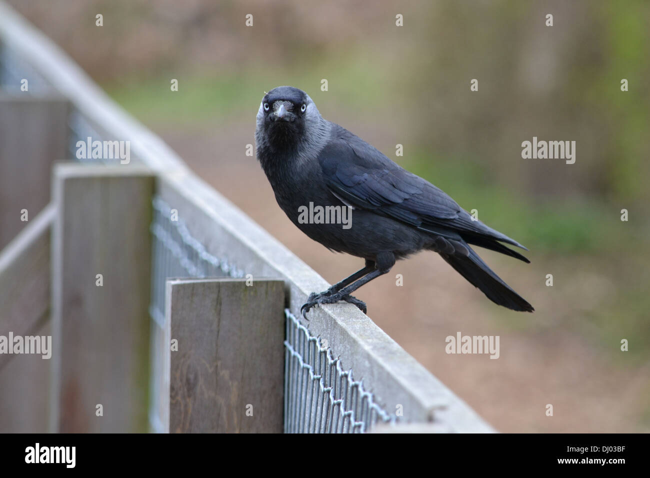 Une photo d'un oiseau noir sur une clôture Banque D'Images