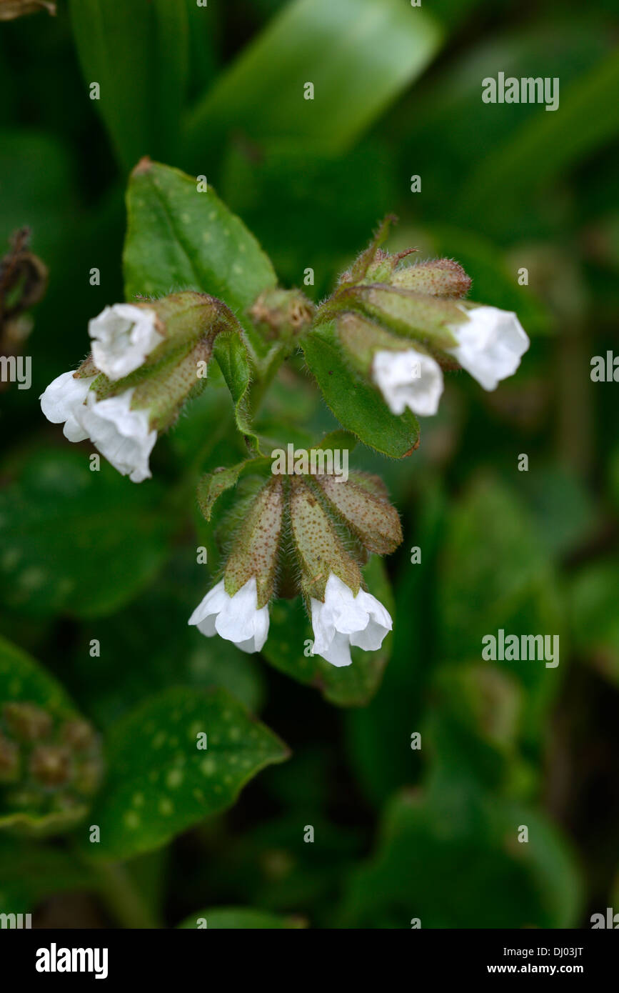 Pulmonaria officinalis blanc fleurs fleurs d'AGA de Sissinghurst floraison printemps libre de vivaces à feuillage tacheté vert herbe Banque D'Images