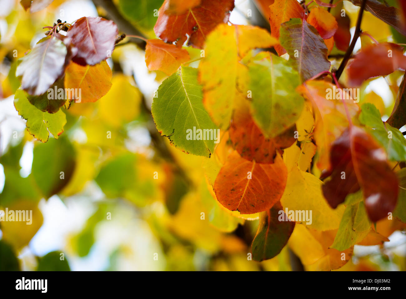 Bradford Pear Tree feuillage d'automne // Bradford Pear (Pyrus calleryana). Aussi appelé poire de Callery. Banque D'Images