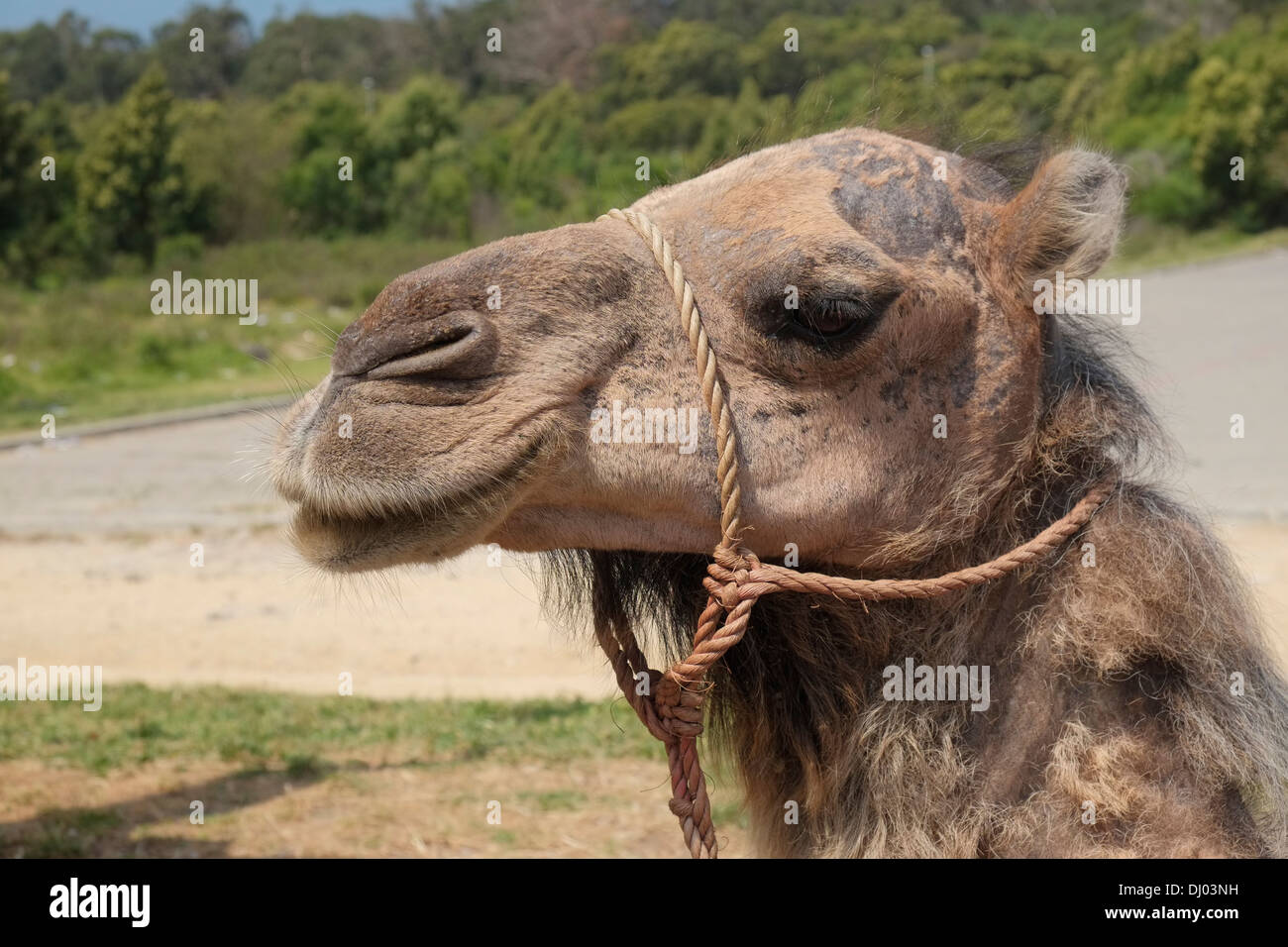 Un dromadaire (une bosse) camel (Camelus dromedarius) utilisés pour des tours touristiques. Tanger, Maroc. Banque D'Images