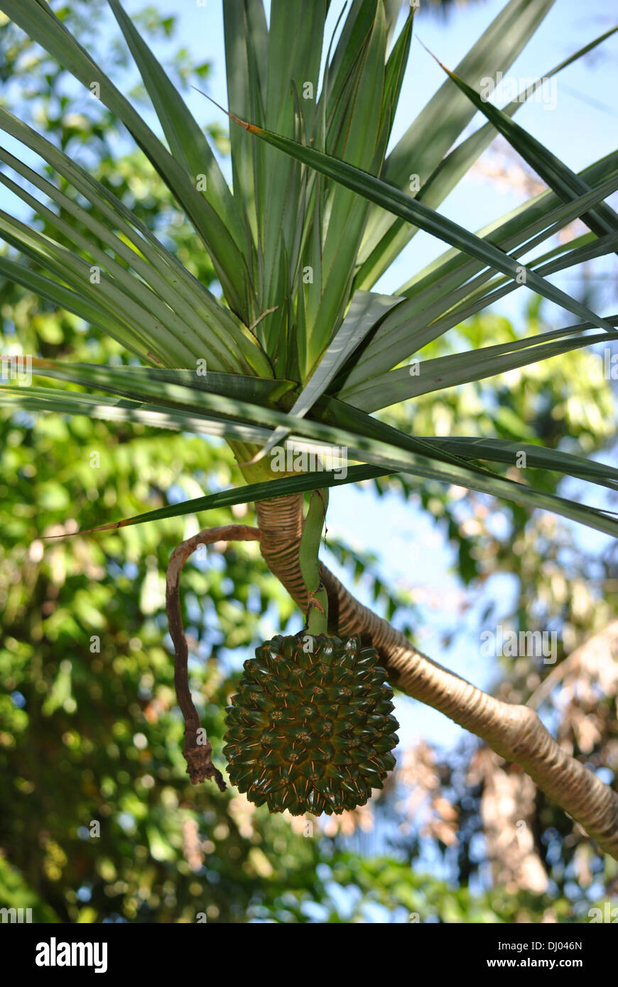 Forêt de pandanus Banque de photographies et d’images à haute