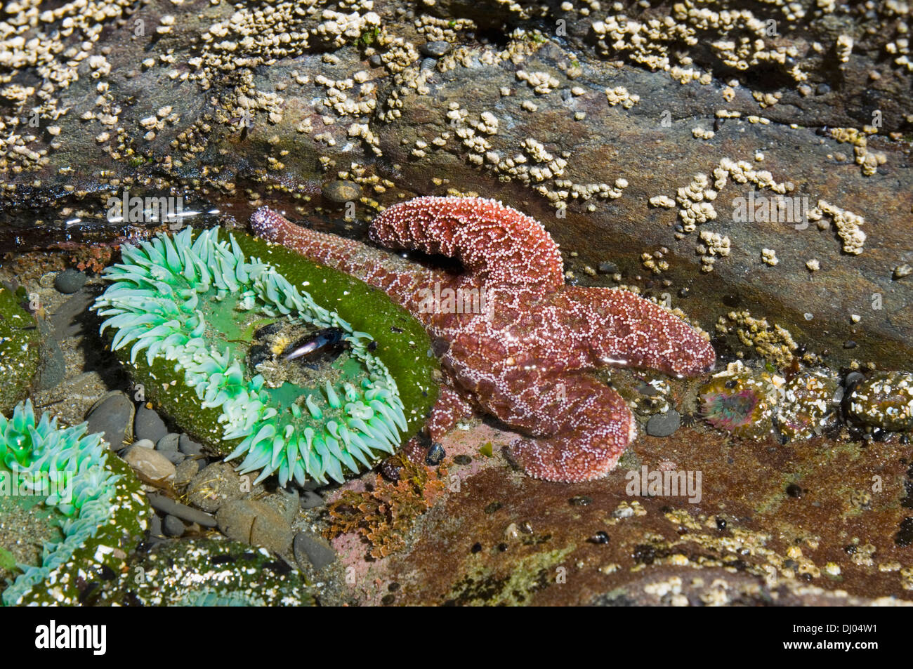 Cuvette à marée basse montrant vert géant et les anémones de mer étoile ocre Banque D'Images