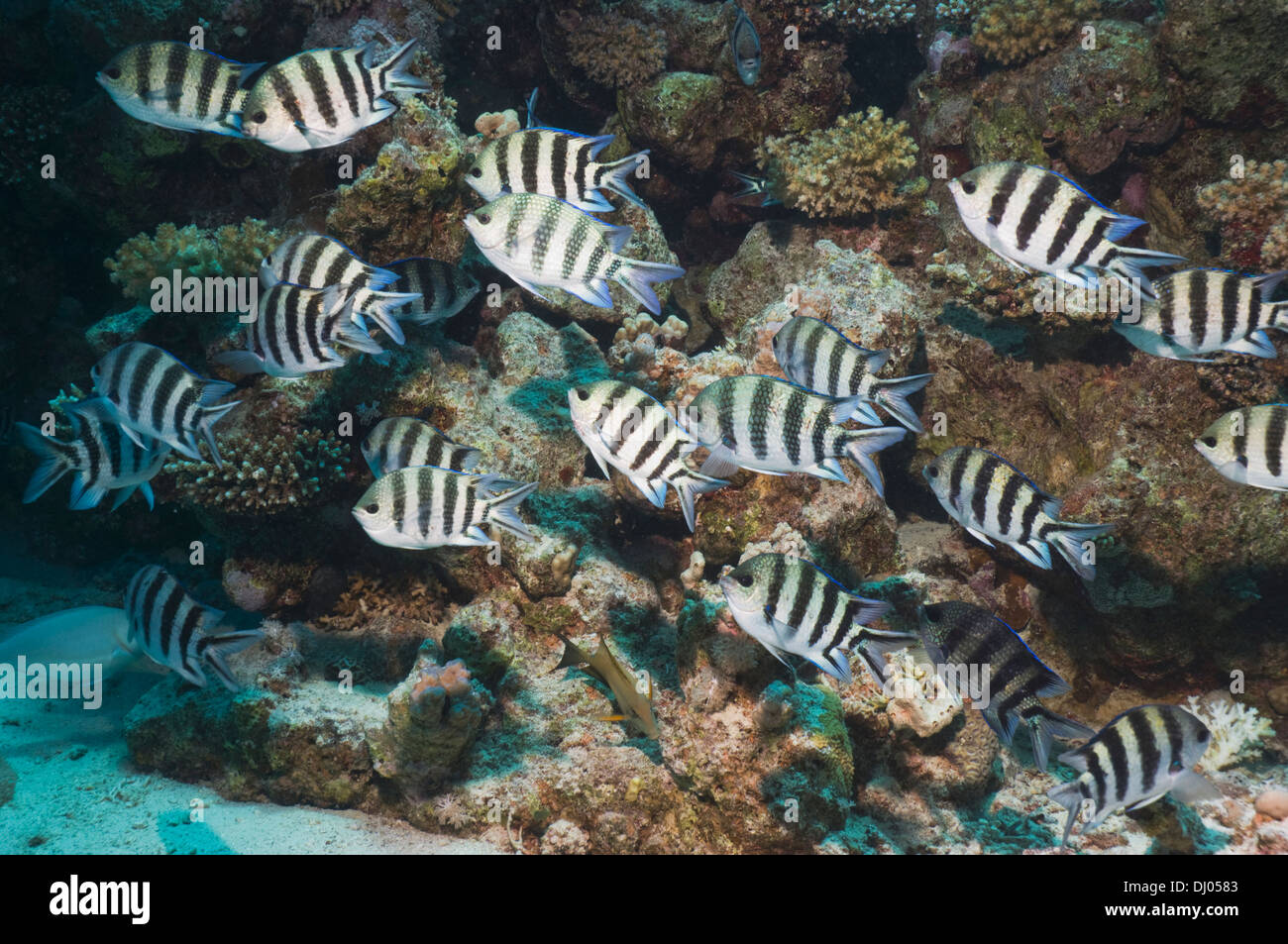 Saxtatilis sergents-majors (Abudefduf). L'Egypte, Mer Rouge. Banque D'Images