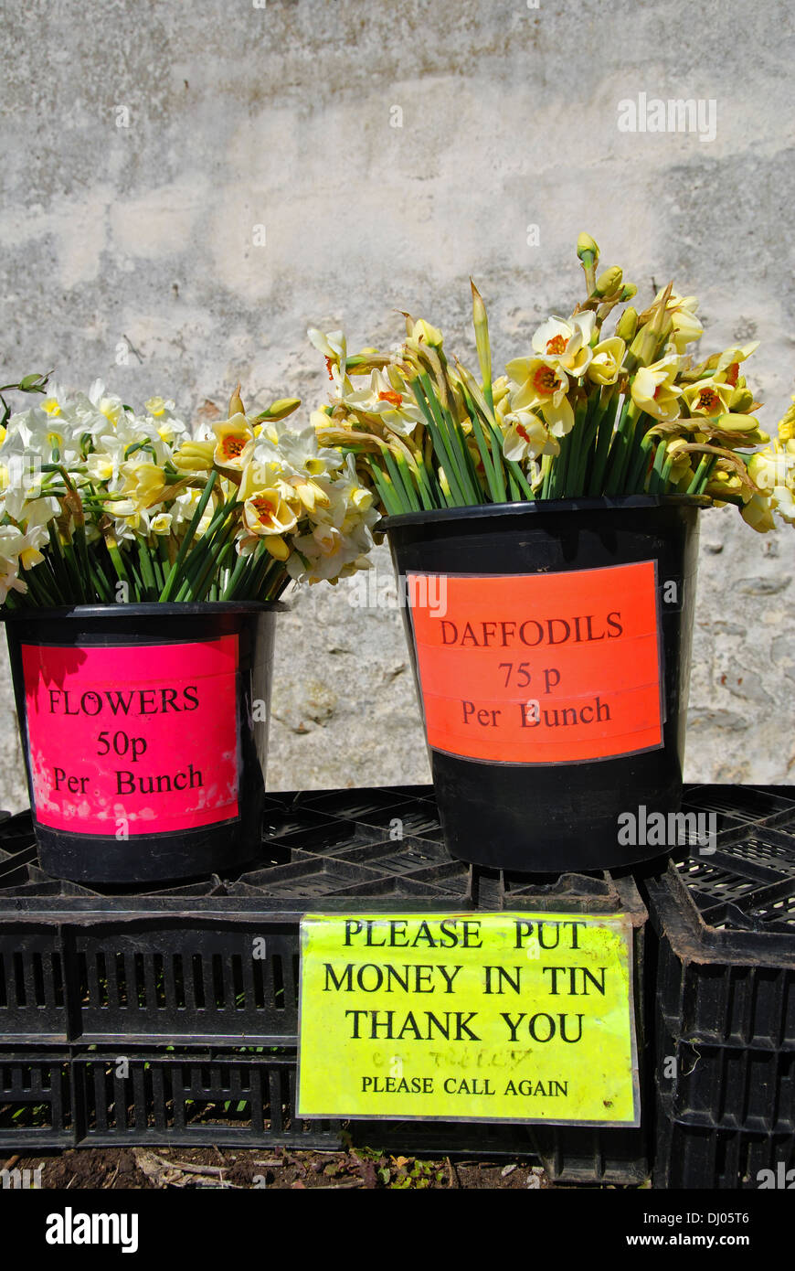 Fleurs de la jonquille à vendre au bord de la route dans la région de Cornwall, UK Banque D'Images