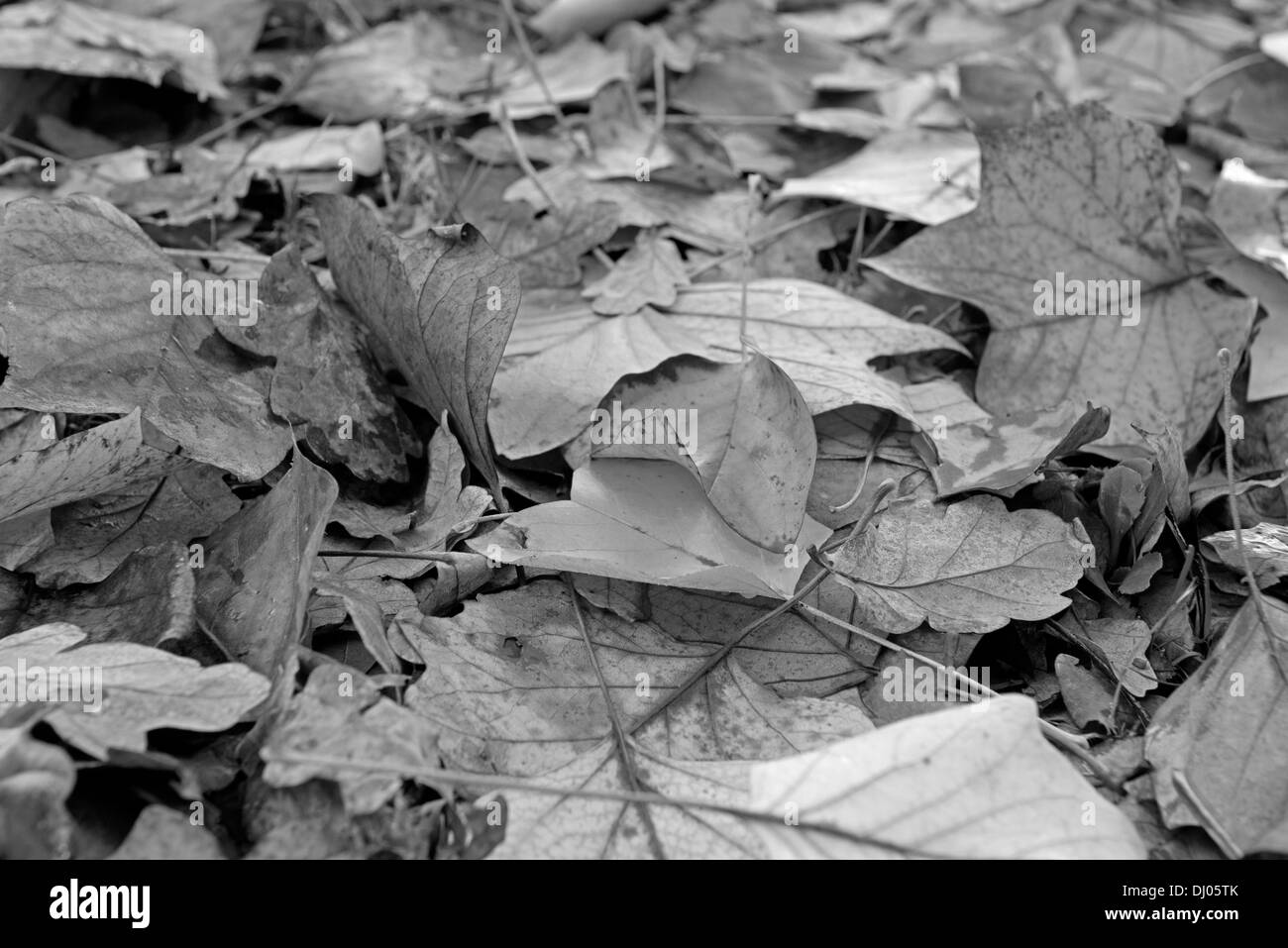 Jeter les feuilles d'automne sur le sol. Uk (noir et blanc) Banque D'Images