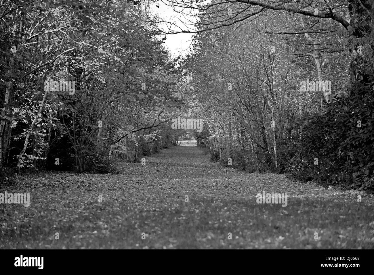 Une avenue d'arbres au Parc Tilgate, Crawley, West Sussex, Angleterre, Royaume-Uni. Le noir et blanc Banque D'Images