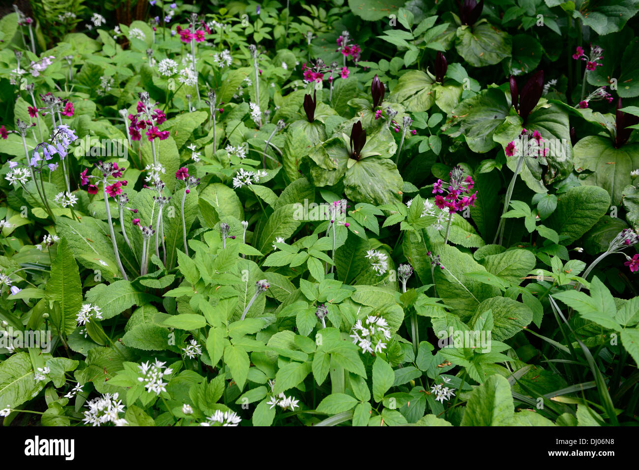 L'Allium ursinum Trillium kurabayashii Primula pulverulenta mélange mixte bois ombragé à l'ombre de l'ombre fleur fleurs couleur printemps Banque D'Images