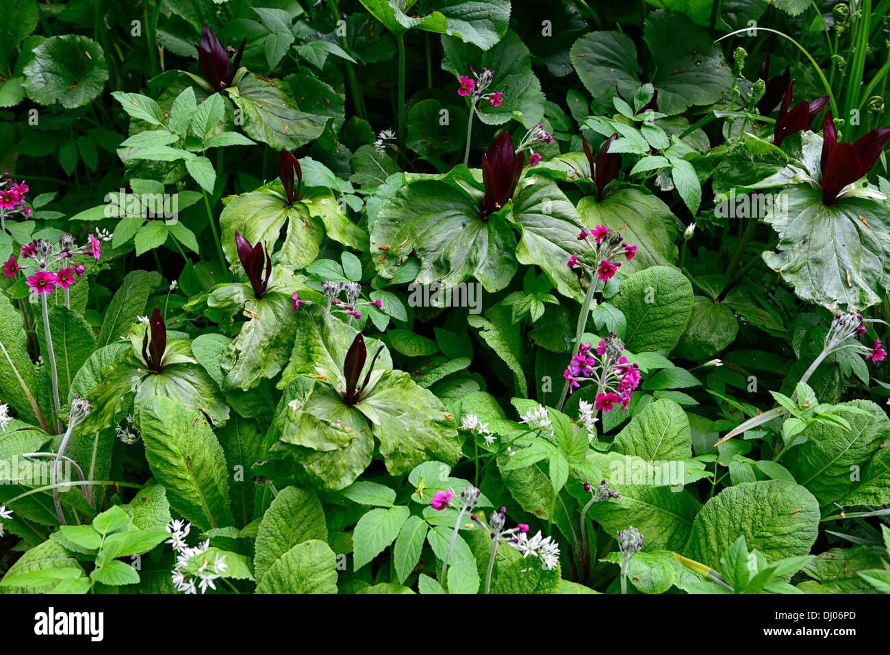L'Allium ursinum Trillium kurabayashii Primula pulverulenta mélange mixte bois ombragé à l'ombre de l'ombre fleur fleurs couleur printemps Banque D'Images