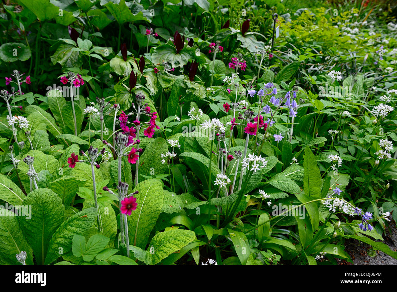 L'Allium ursinum Trillium kurabayashii Primula pulverulenta mélange mixte bois ombragé à l'ombre de l'ombre fleur fleurs couleur printemps Banque D'Images