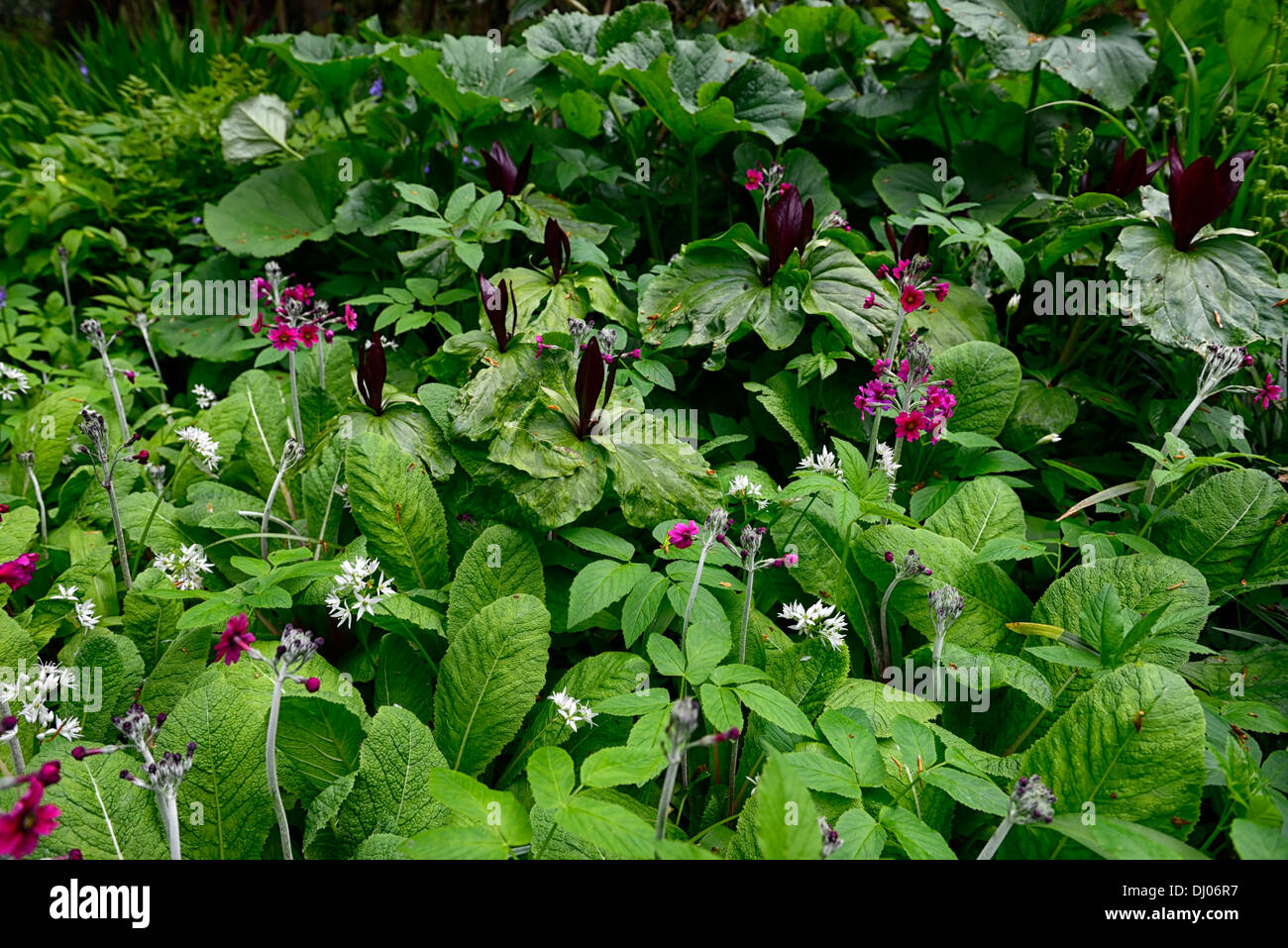 L'Allium ursinum Trillium kurabayashii Primula pulverulenta mélange mixte bois ombragé à l'ombre de l'ombre fleur fleurs couleur printemps Banque D'Images